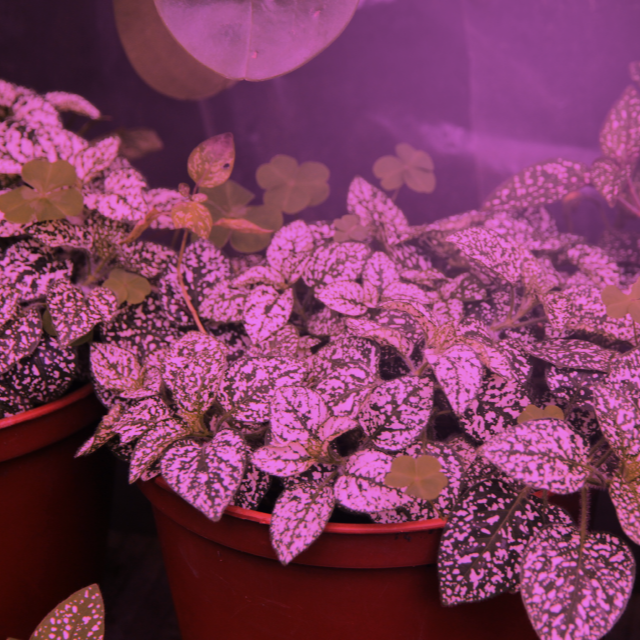 12W color spectrum LED grow bulbs illuminate plants with a purple light for optimal plant growth.