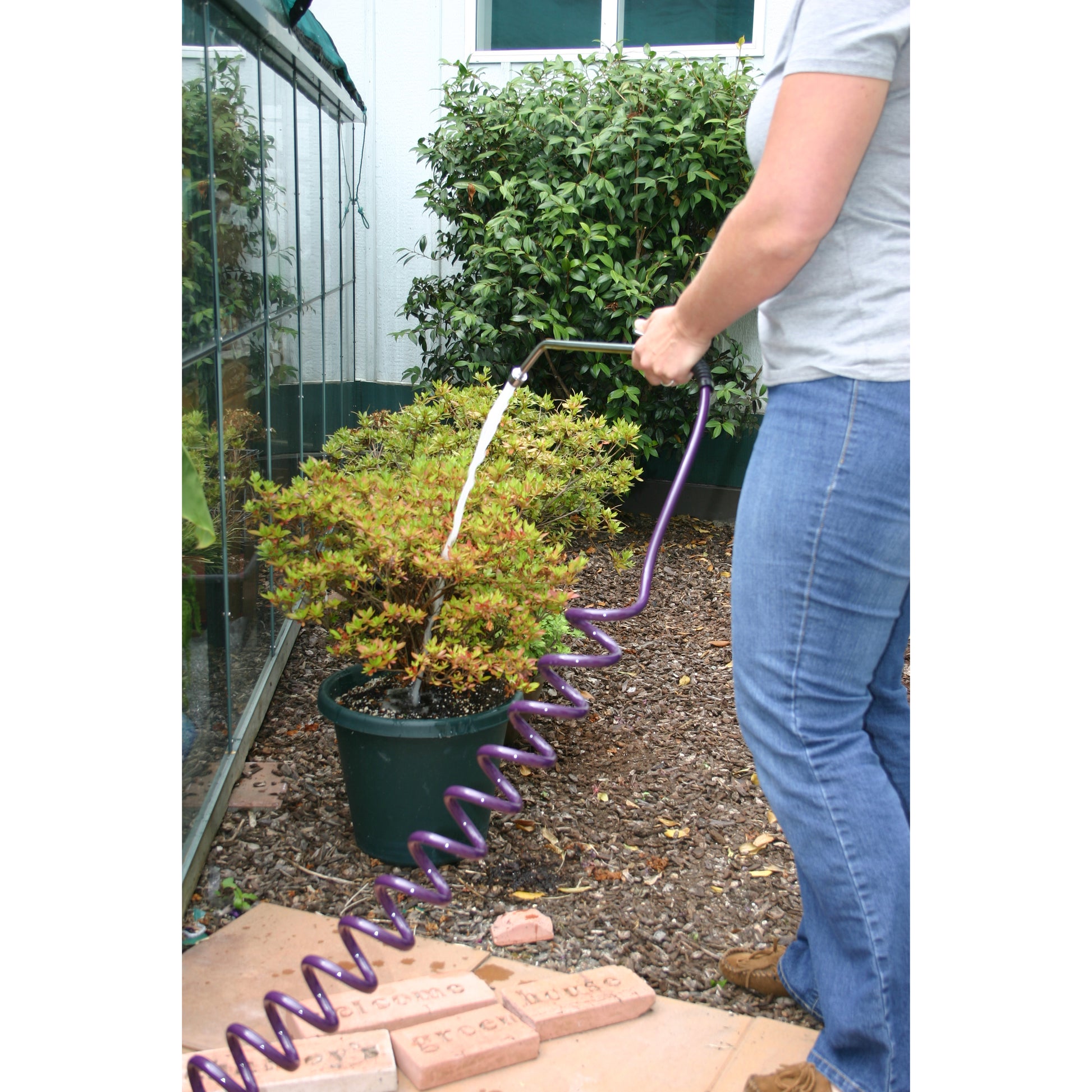 Coiled Garden Hose – 3/8” ID: image of the purple coiled garden hose being used by a person to water plants outside