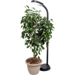 LED Floor Plant Light with indoor potted plant.