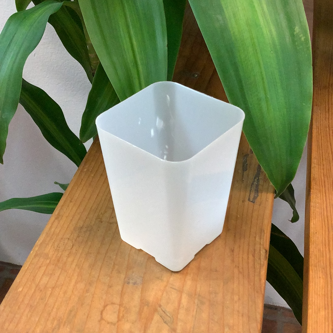 Orchid Pot - an image of a square-shaped pot sitting on a wooden table.