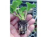 Grow Plug Refills, 55 pak - Charley's Greenhouse & Garden
