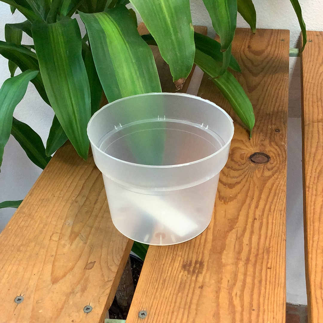 translucent plant pots Translucent Orchid Pots
