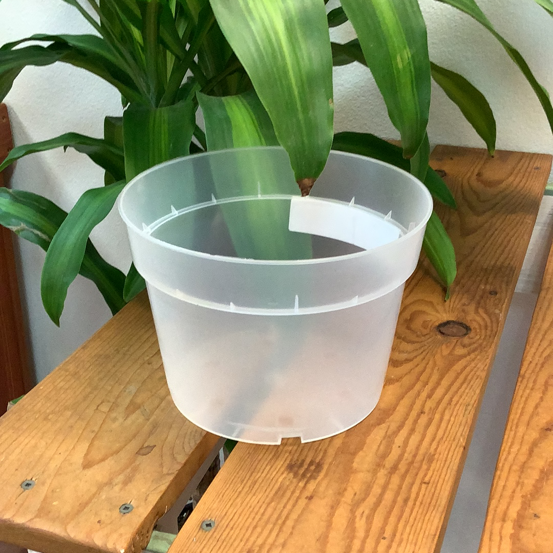 Translucent Orchid Pot - an image of a round-shaped pot sitting on a wooden table.