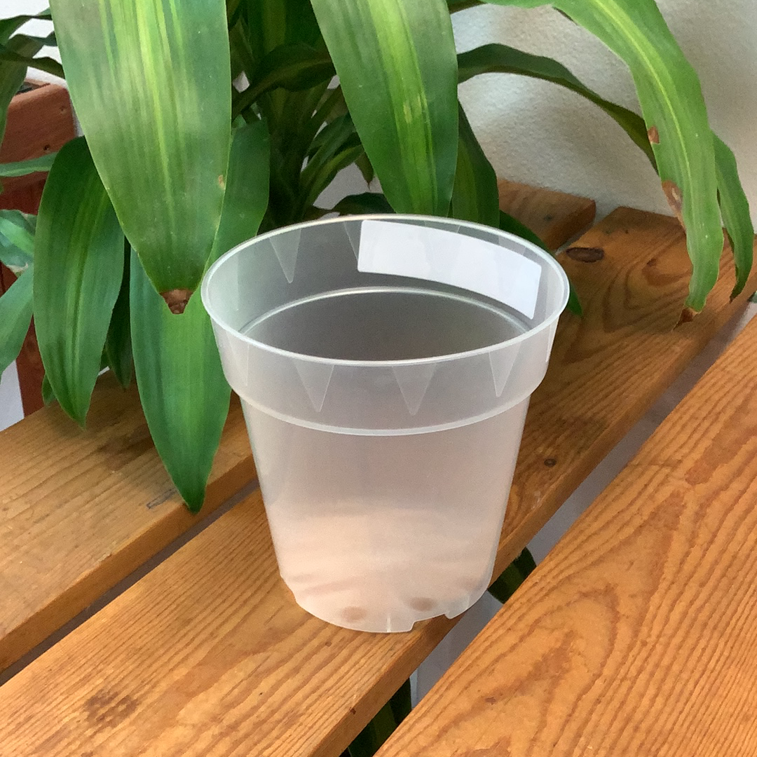 Translucent Orchid Pot - an image of a round-shaped pot sitting on a wooden table.