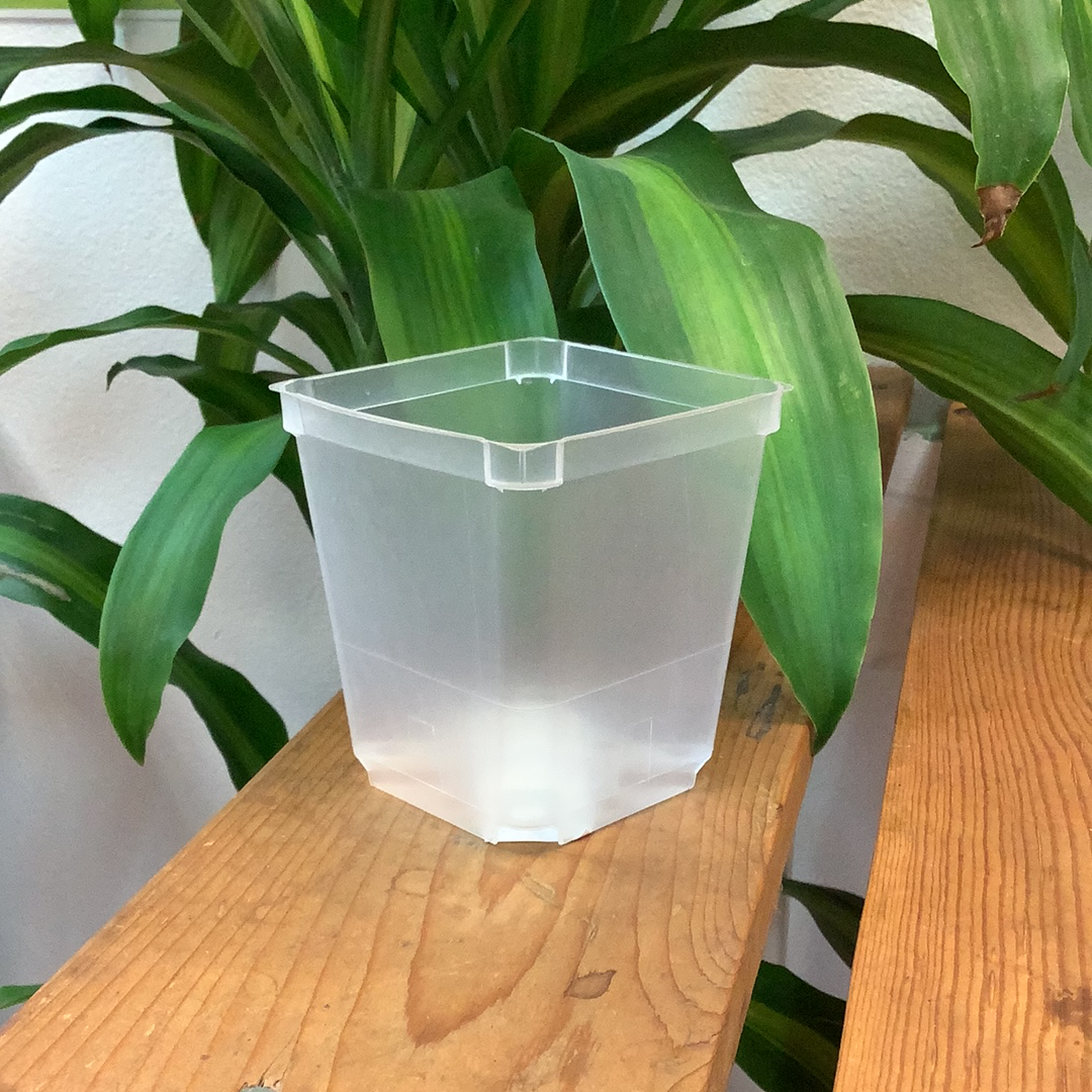 Translucent Orchid Pot - an image of a square-shaped translucent pot sitting on a wooden table.