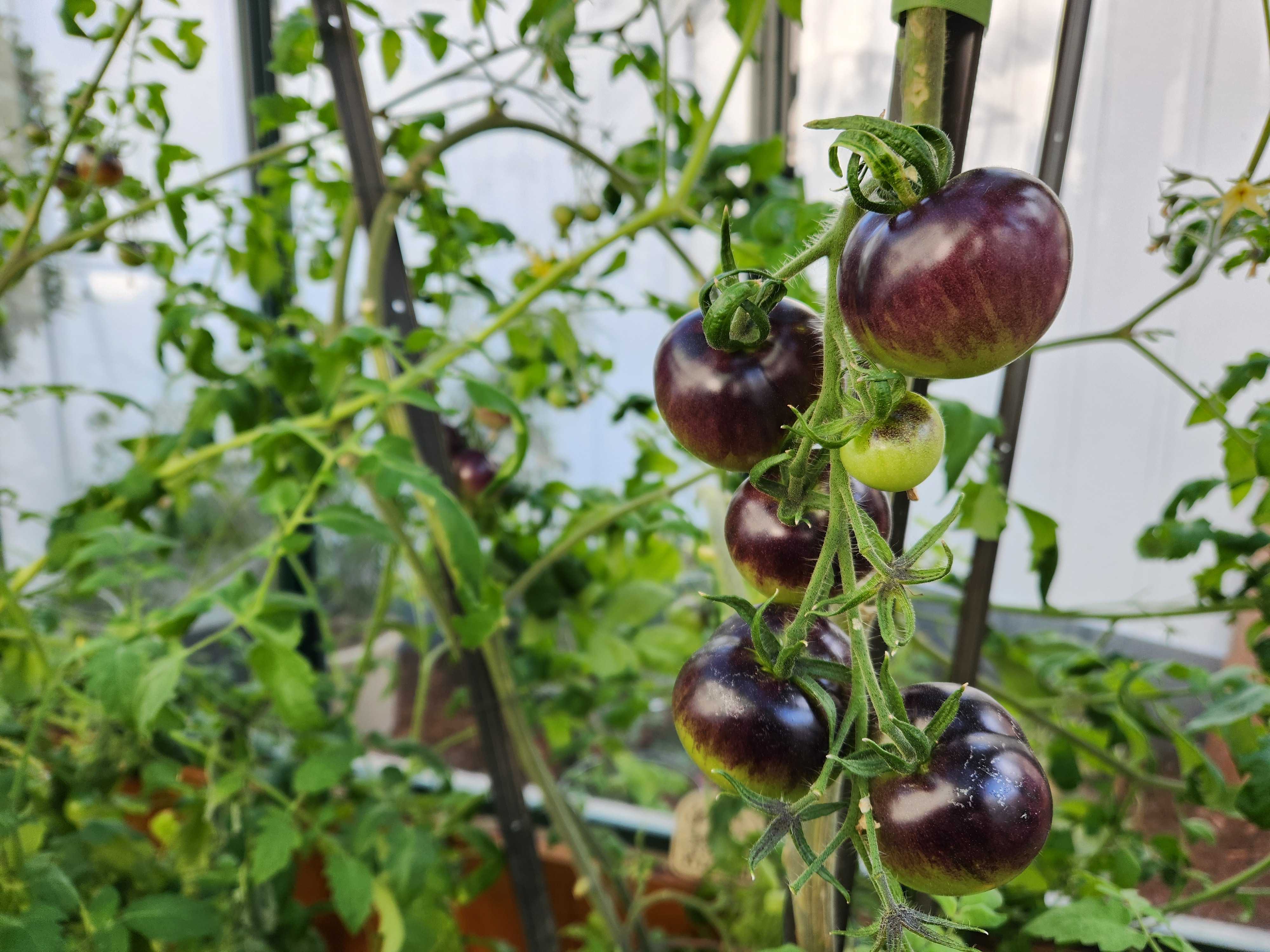 Seeds & Plants