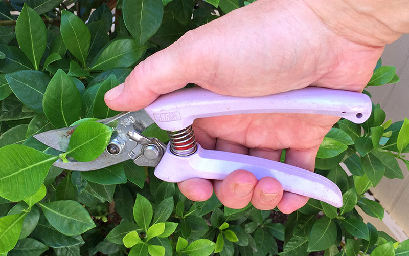 ARS 130DX Bypass Pruner - Violet pruning shears are being used to cut plants outdoors.