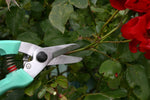 Teal pruning shears, ARS 140DX All-Purpose Shears, are cutting a flower plant.