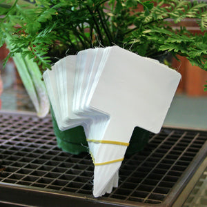 Block labels measuring 2-5/8" x 2-1/4" with a plant behind them on a table.