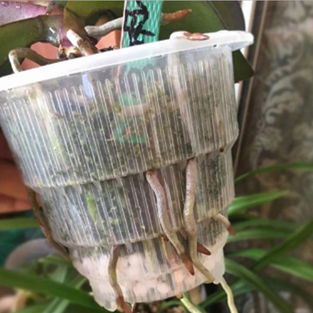 clear plant pots for orchids Clear Orchid Cone Pot, 5 Pack