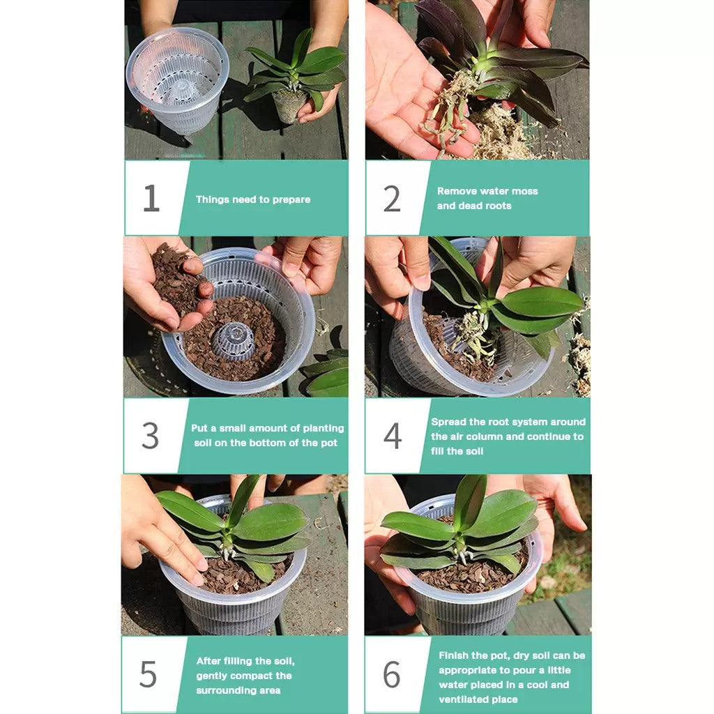 clear plant pots for orchids Clear Orchid Cone Pot, 5 Pack