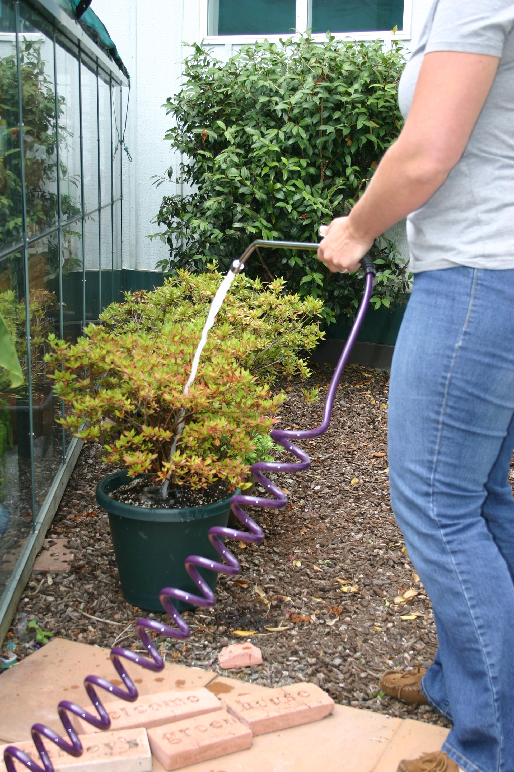 Coiled Garden Hose – 3/8” ID: image of the purple coiled garden hose being used by a person to water plants outside