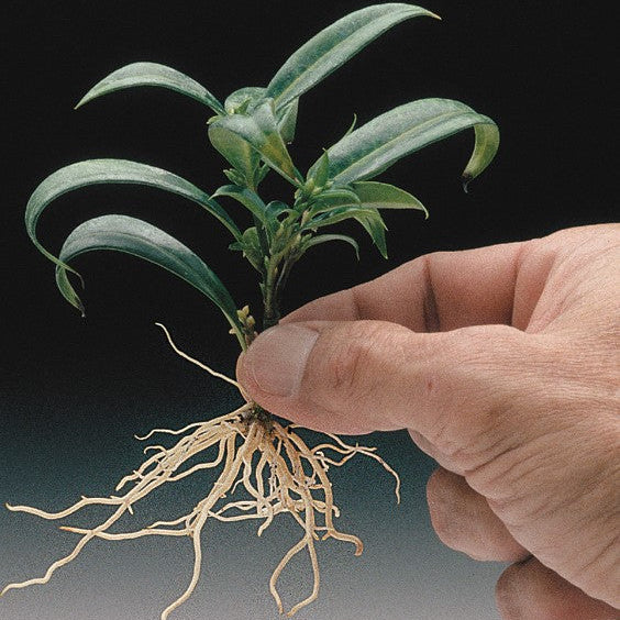 The result of the plant being dipped into the Dip-N-Grow Rooting Solution .