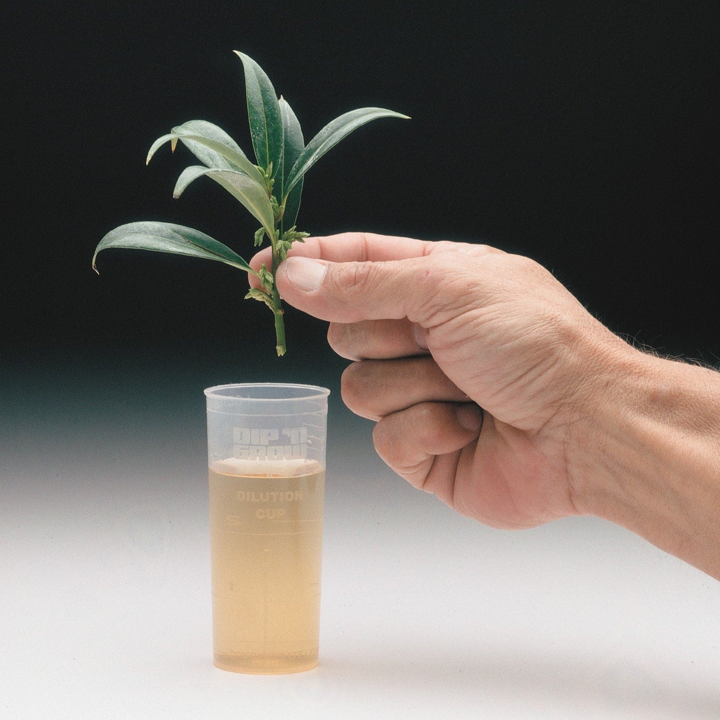 Dip-N-Grow Rooting Solution in a container, with a plant on top about to be put into the container.