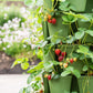 7 Tier GreenStalk Garden Leaf Vertical Planter - Basic Texture