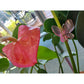 Blossom Clips, 25 Pack - Charley's Greenhouse & Garden