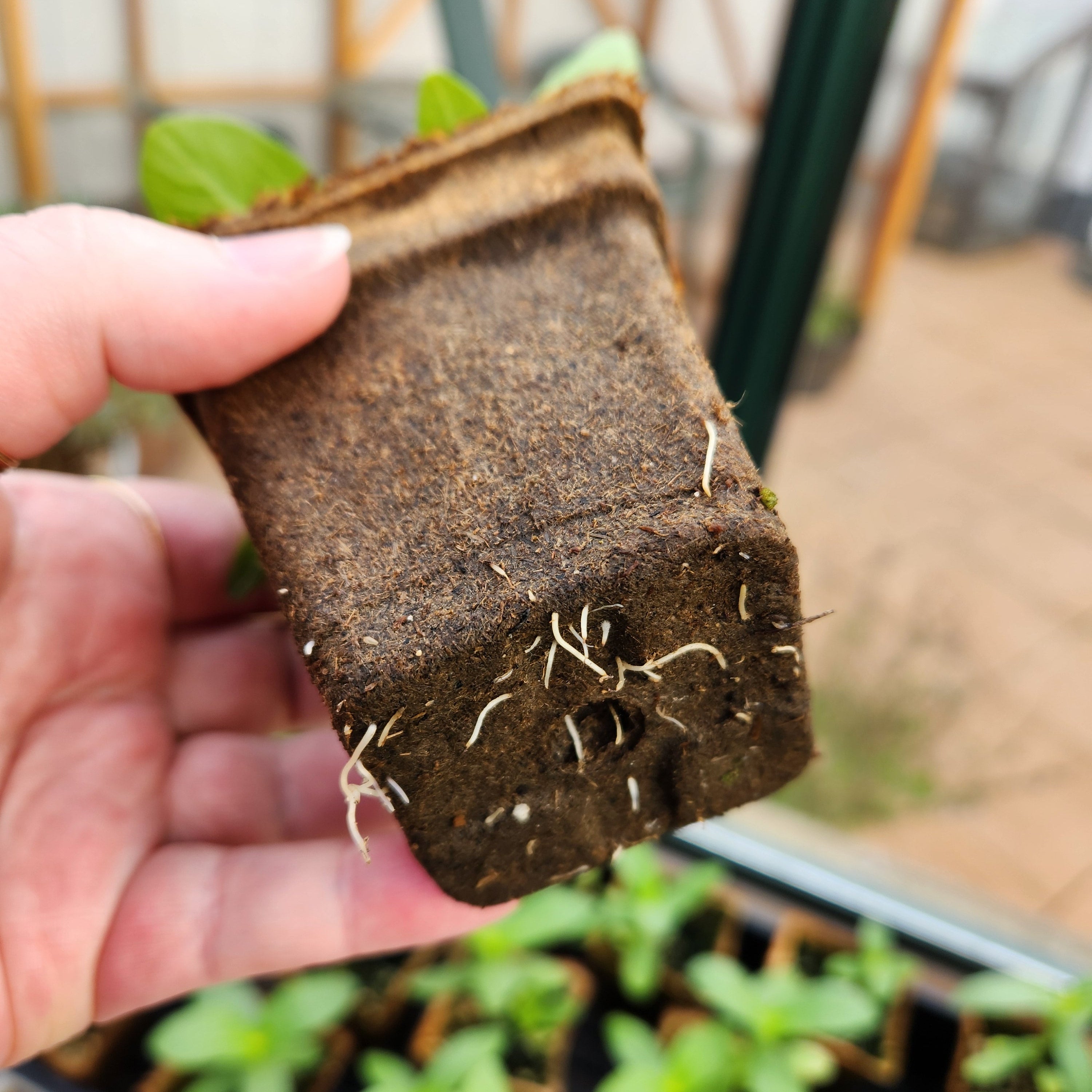 plant pots made from cow manure CowPots Square 4"