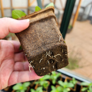 CowPots seedlings with roots growing through pot