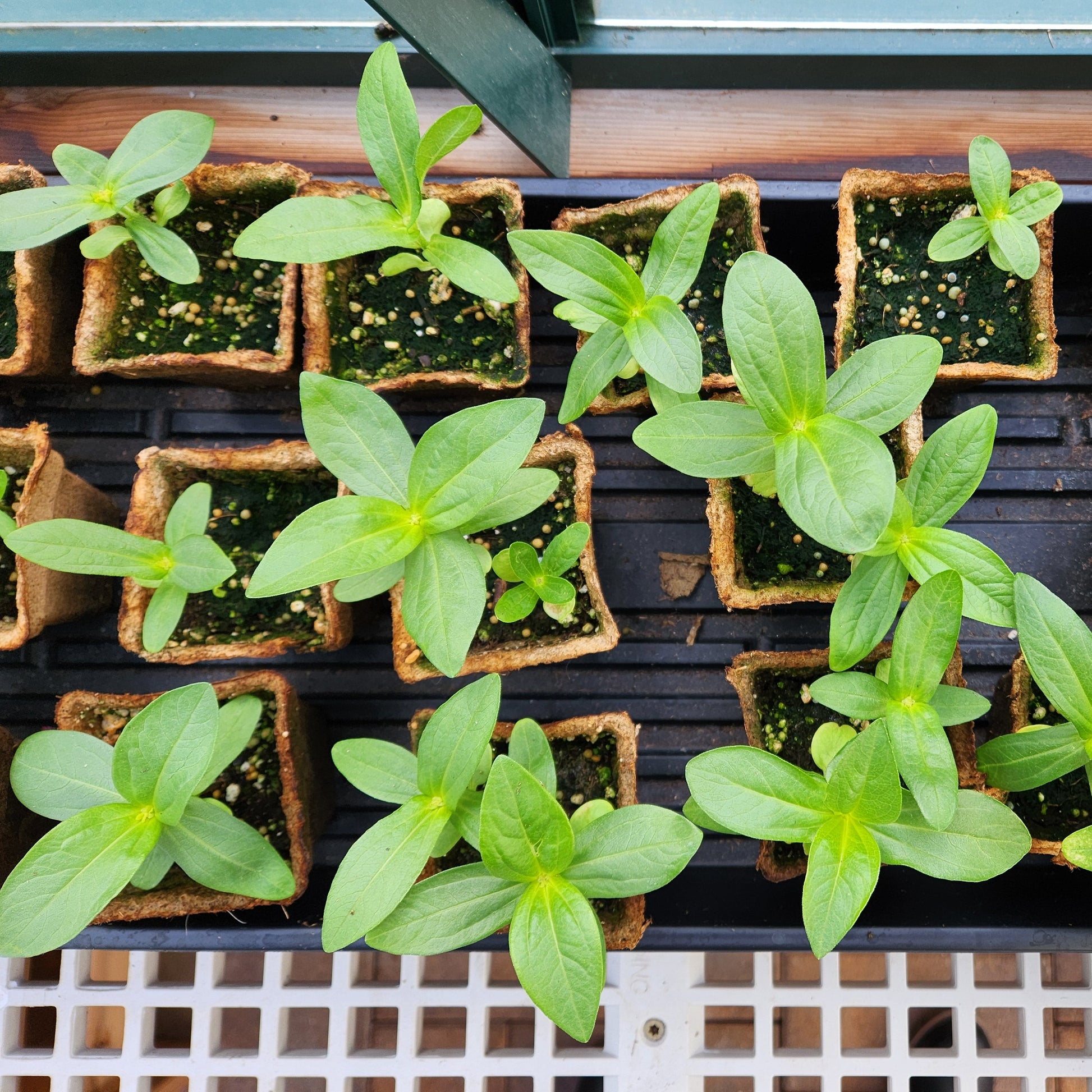 CowPot seedlings growing in the greenhouse