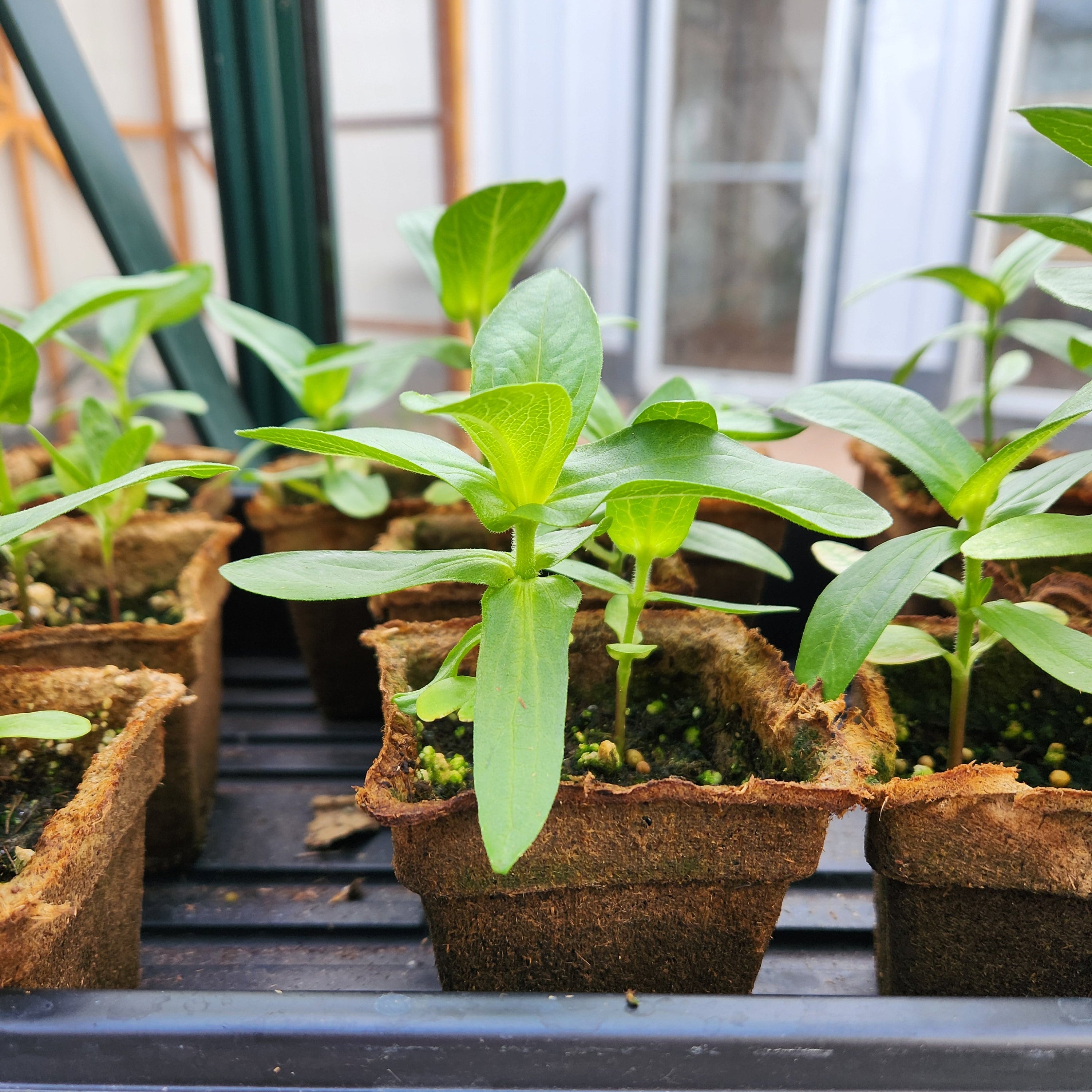 biodegradable pots for plants CowPots Square 4"