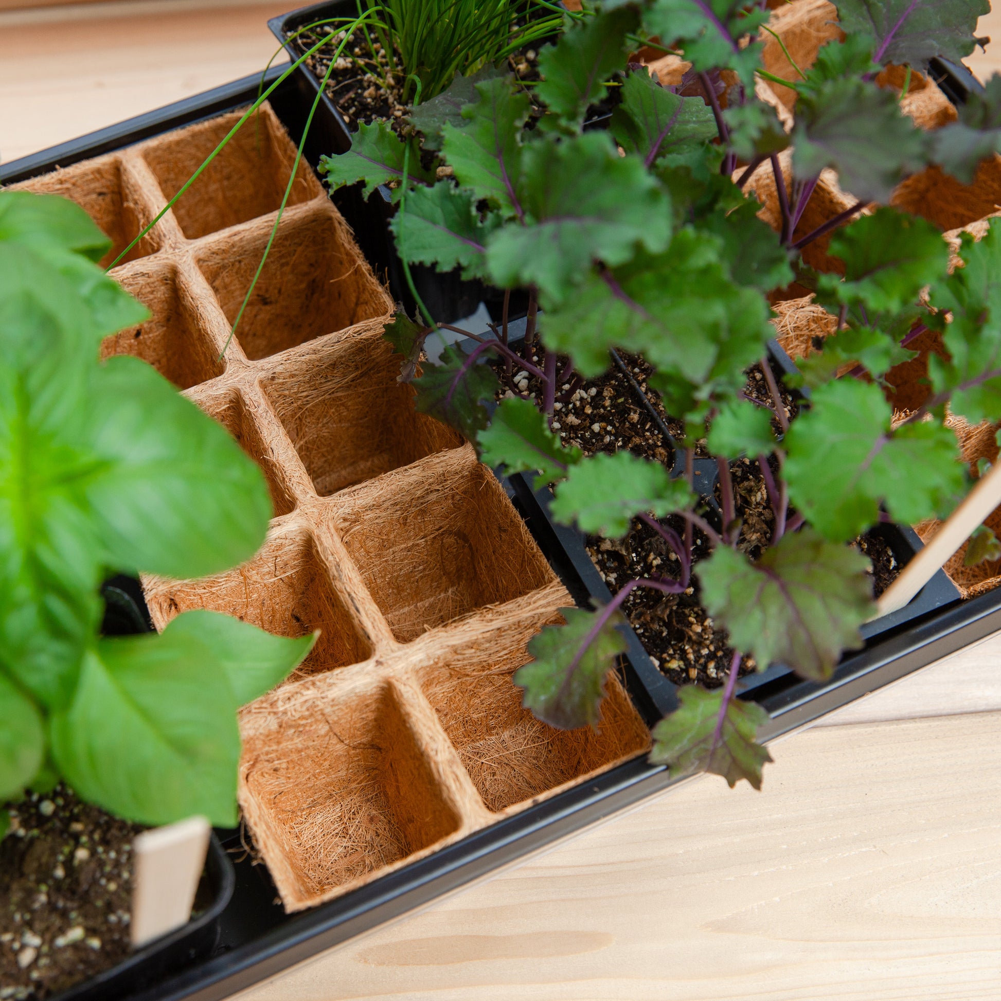 Closeup of biodegradable PlantBest Coir Pot Refills in a PlantBest Greenhouse Kit on a cedar potting bench 