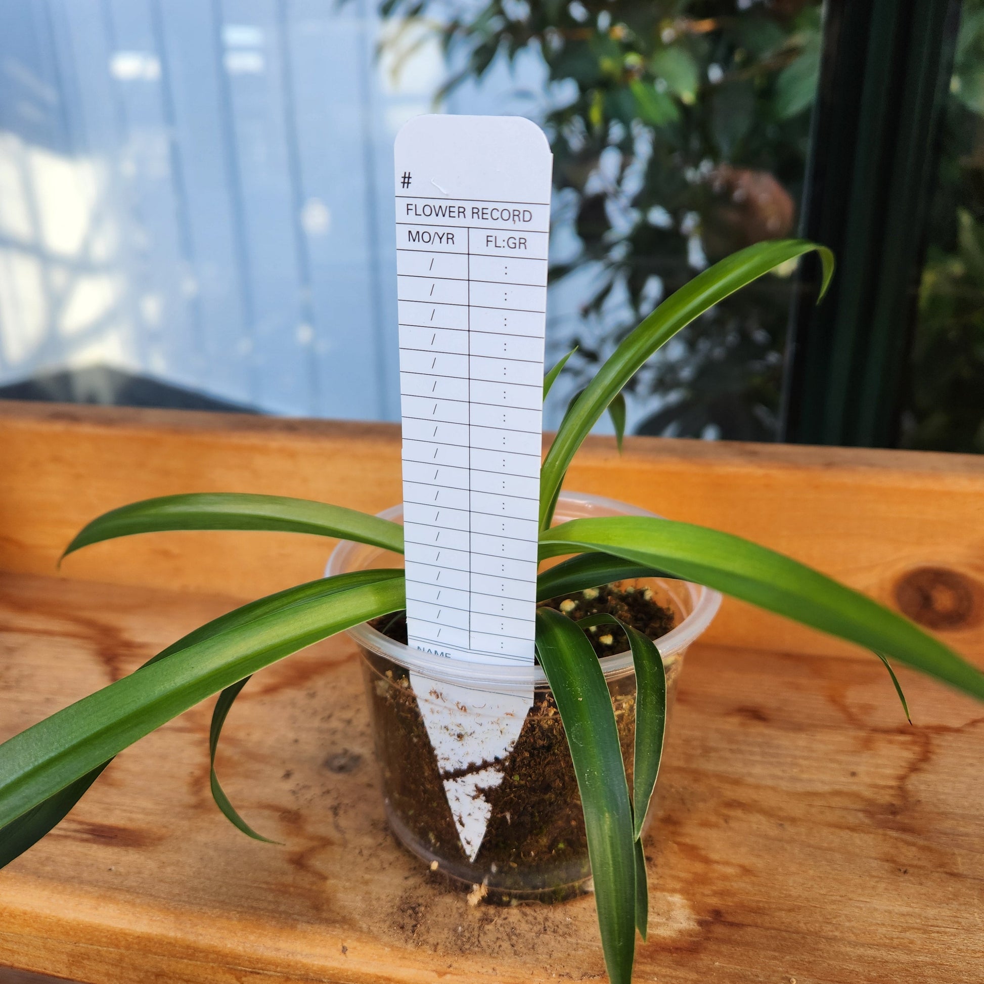 6" Propagator's Plant Labels, pack of 50