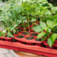 GreenStalk Garden Seed Starter Kit with Domes