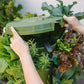 GreenStalk Garden Spring - Watering System