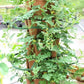 GreenStalk Garden Plant Support (Set of 3)