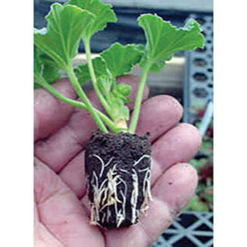 Grow Plug Refills, 55 pak - Charley's Greenhouse & Garden