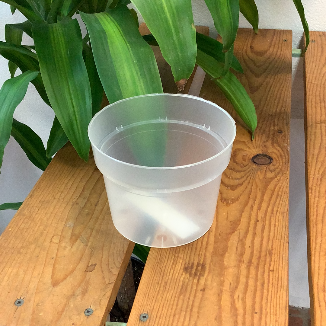 Translucent Orchid Pot - on a wooden table